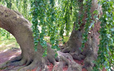 Waldbaden: was macht das mit unserem Körper und Geist?