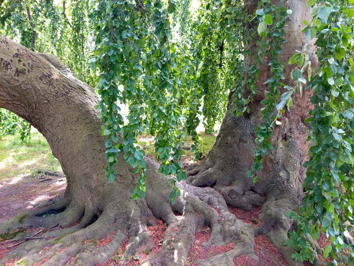 Waldbaden hypnosystemisch