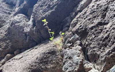 Jobcoaching im IEKOHSA Institut: Maßgeschneiderter beruflicher Erfolg